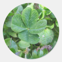 Four leaf clover sticker