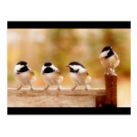 Four little chickadees postcard