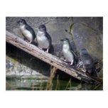 Four Little Penguins Postcards