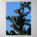 Four Monarch Butterflies Print