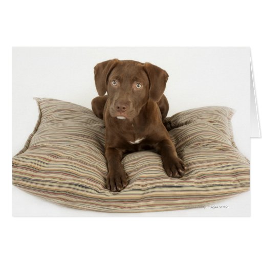 chocolate labrador pillow