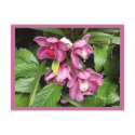 Four Orchids Postcard