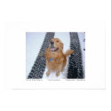 Four Paw Drive posters