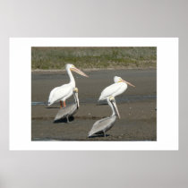 Four pelicans. posters