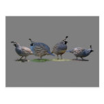 FOUR QUAIL POST CARDS
