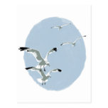 Four Seagulls Postcards