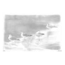 Four Seagulls posters
