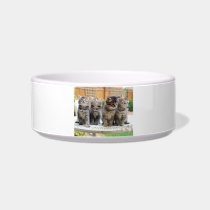 Four Striped Kittens Cat Pet Bowl Cat Food Bowls