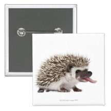 Four-toed Hedgehog - Atelerix albiventris Pin