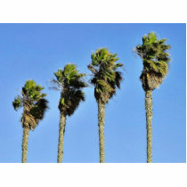 Four Trees In Point Loma Acrylic Cut Out