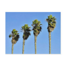 Four Trees In Point Loma Post Cards