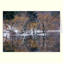 Four Trees Reflected cards