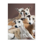 Four whippets postcard