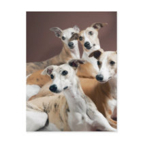 Four whippets postcard