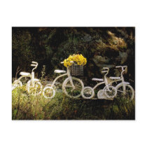 Four White Trikes Post Cards