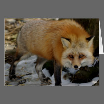 Fox cards