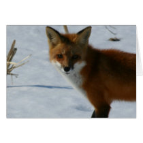 Fox Card cards