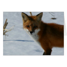 Fox Card