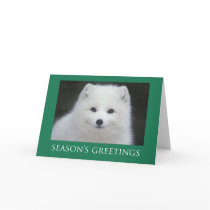 Fox Christmas Cards