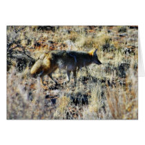 Fox Coyotes Wild Anilmal In Field Cards