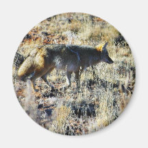 Fox Coyotes Wild Anilmal In Field Refrigerator Magnet
