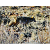 Fox Coyotes Wild Anilmal In Field photo sculptures