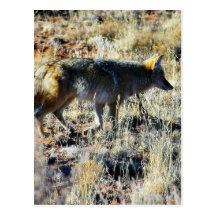 Fox Coyotes Wild Anilmal In Field Postcards
