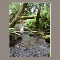 Fox Creek, Rainier, Oregon postcards