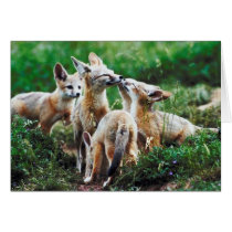 Fox Cubs Card