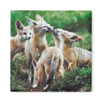 Fox Cubs Fridge Magnet