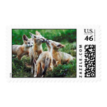 Fox Cubs Postage Stamps