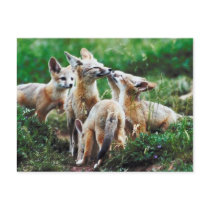 Fox Cubs Post Card