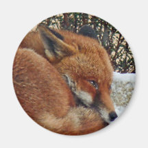 Fox day dreaming fridge magnets