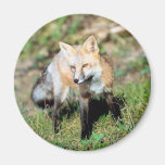 Fox Fridge Magnet