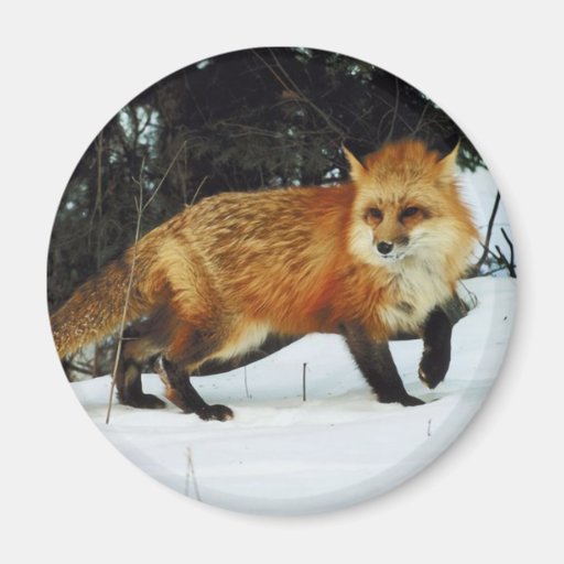 Fox Fridge Magnets