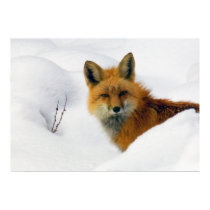 fox in snow posters by canyonvisions fox in snow posters