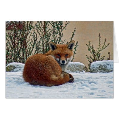 Fox in the snow greeting card