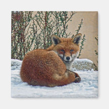 Fox in the snow magnets
