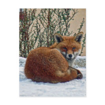 Fox in the snow postcards