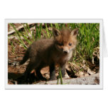 Fox Kit Cards