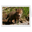 Fox Kit cards