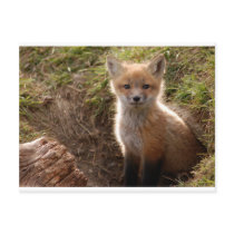 fox kit postcards