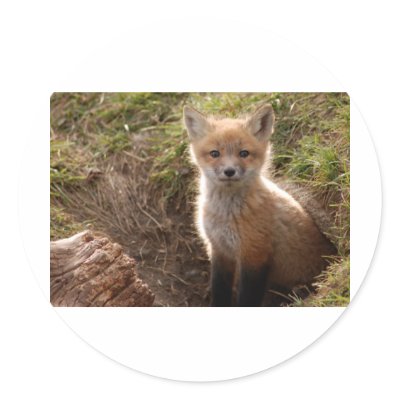 fox kit round sticker by kathiscc