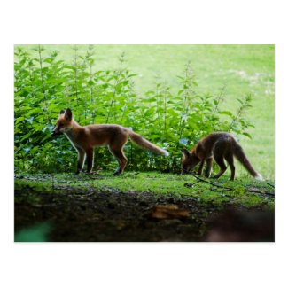 Fox Kits - Postcard