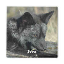 Fox Magnet