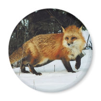 Fox magnets by animalworld Fox magnets