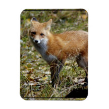 Fox Magnet