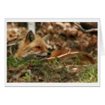 Fox parent cards