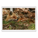 Fox parent cards