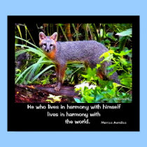 FOX PHILOSOPHY 2 posters
